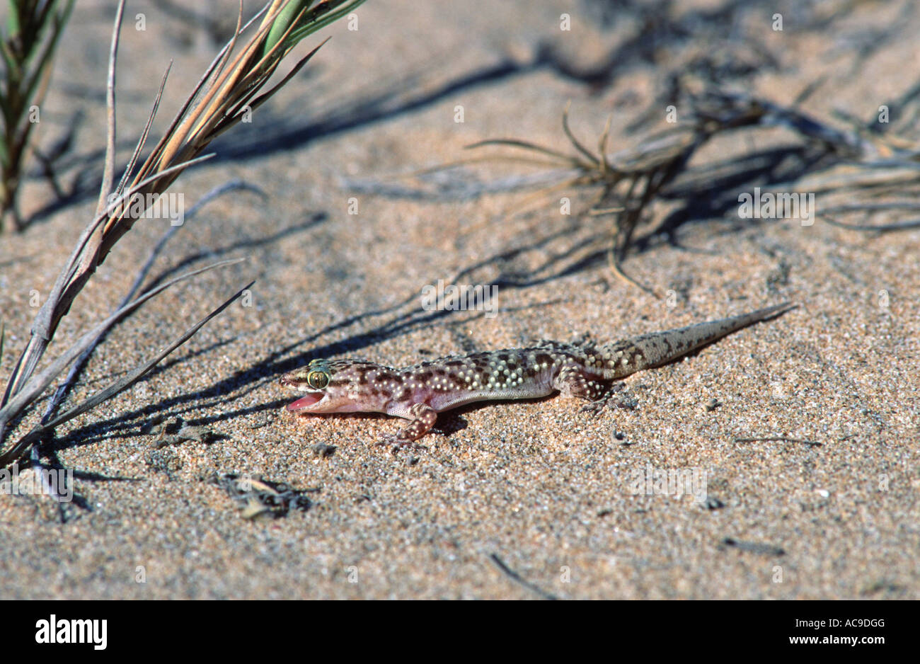 Bagno turco gecko Hemidactylus turcicus Spagna Foto Stock
