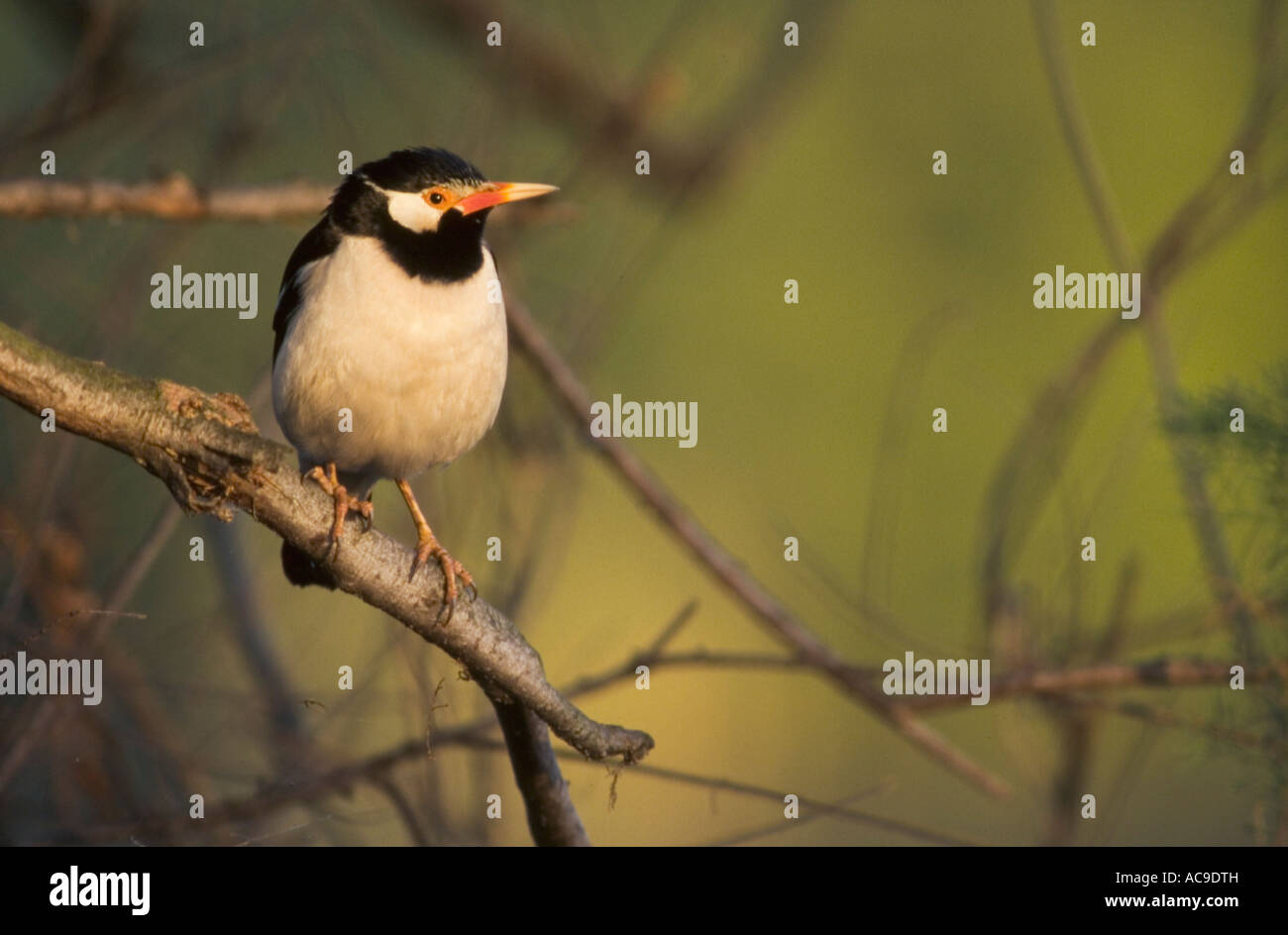 Asian pied starling sul ramo Sturnus contra Keoladeo Ghana NP Bharatpur Rajasthan in India Foto Stock