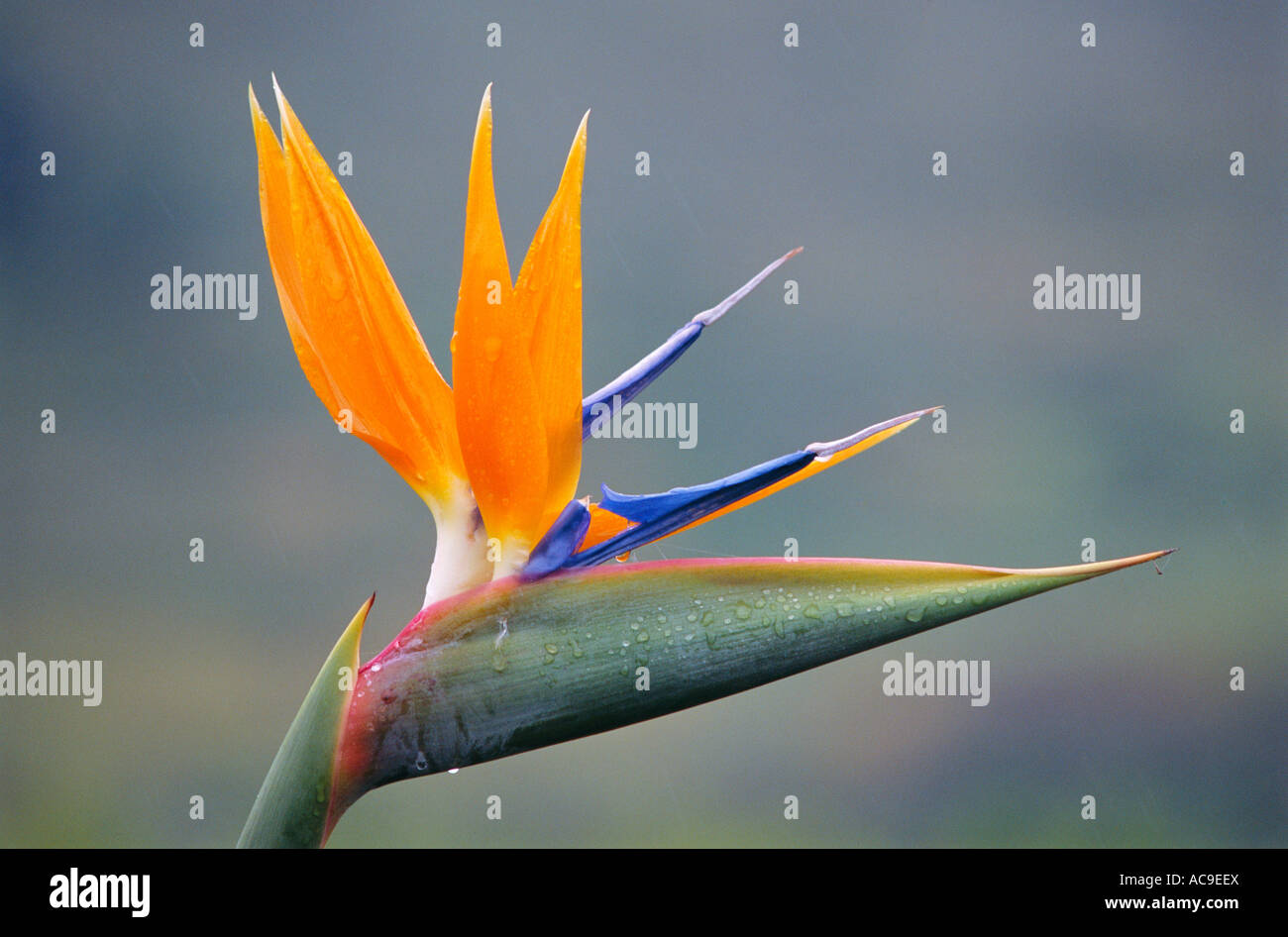 Uccello del paradiso fiore Strelizia sp Tenerife Canarie è Foto Stock