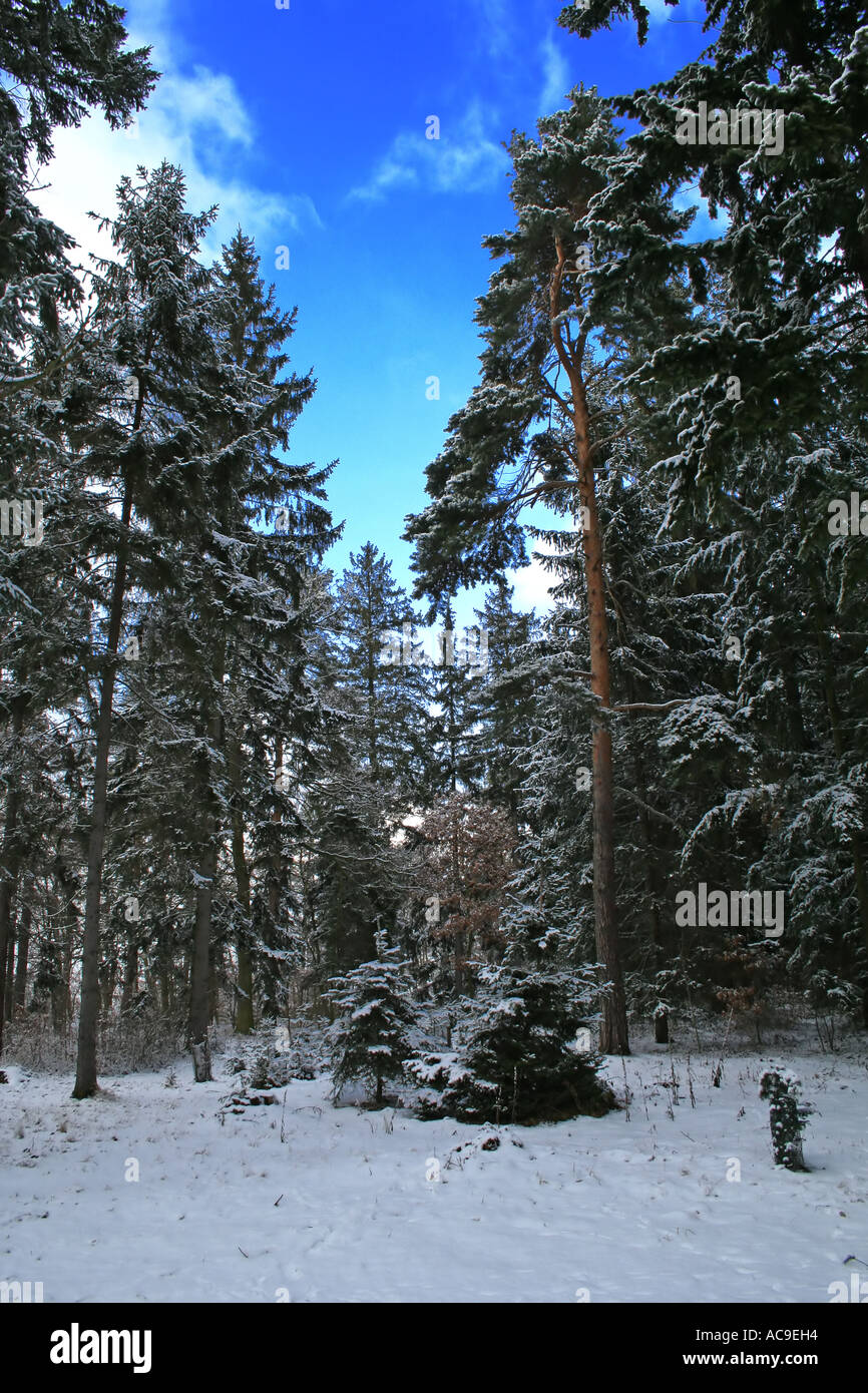 Foresta innevata con alberi alti e un cielo azzurro cristallino, che mostra un tranquillo paesaggio invernale. Foto Stock