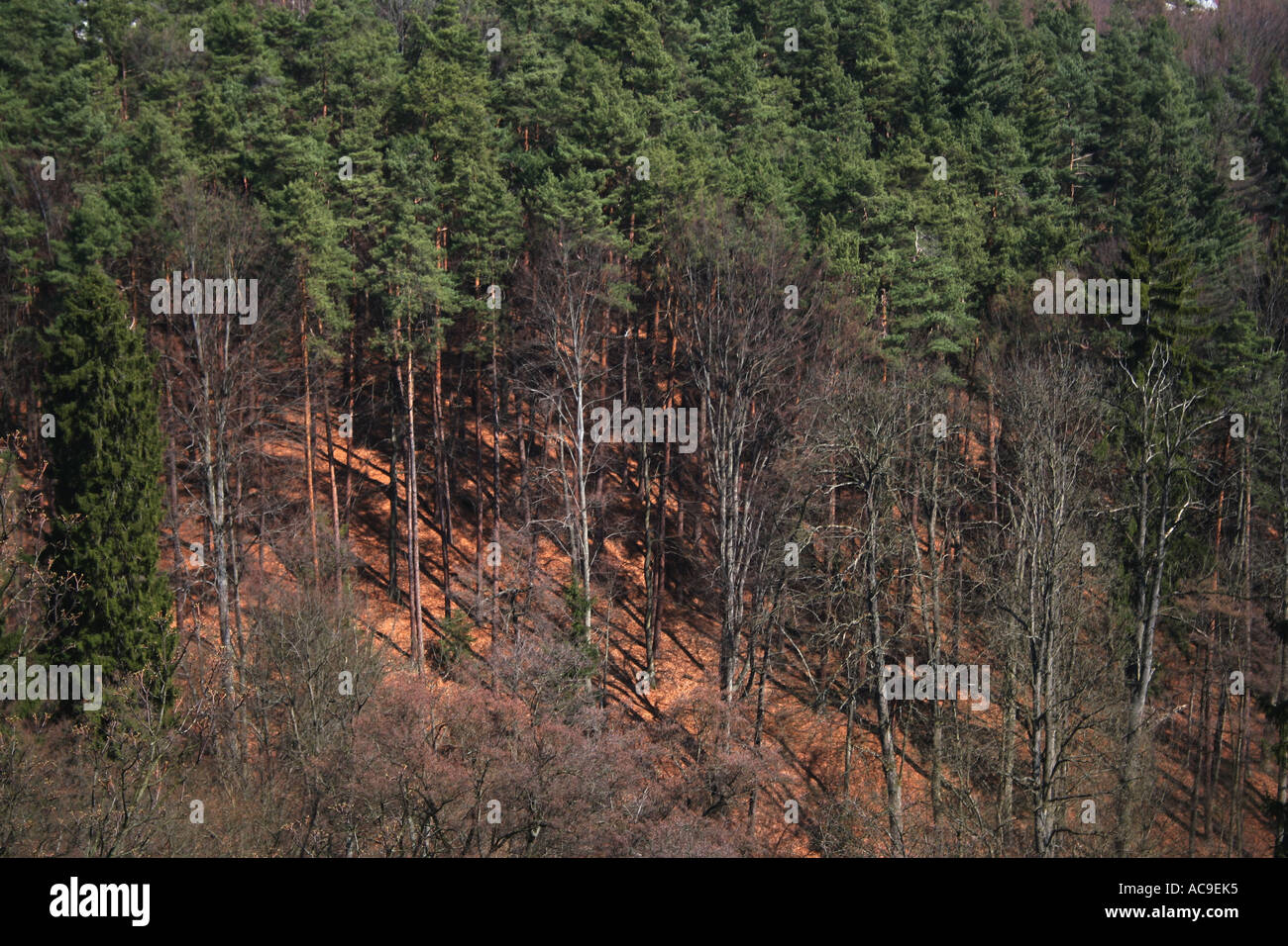 Paesaggio boschivo primaverile nella Svizzera boema, con un mix di alberi sempreverdi e decidui con ombre che si gettano sul terreno della foresta. Foto Stock