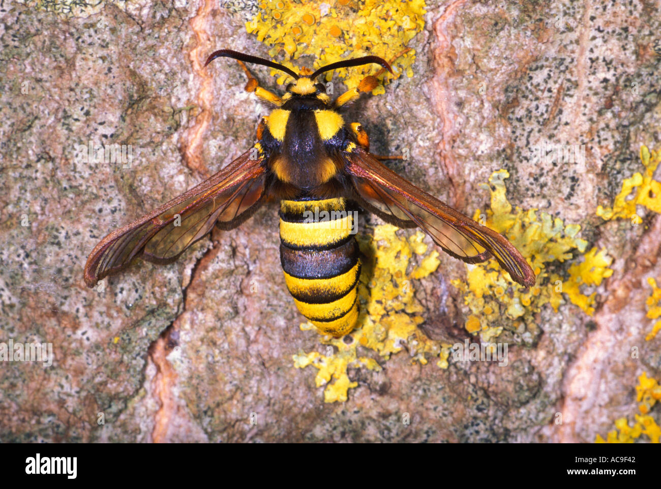 Hornet Clearwing Moth, Sesia apiformis. Il lichen coperto Poplar Tree trunk Foto Stock