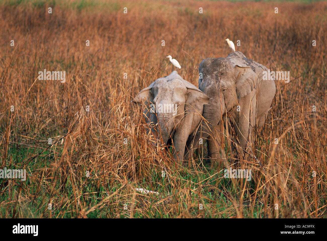 Due elefanti indiani con garzette Elephas maximus Kaziranga Assam India Foto Stock