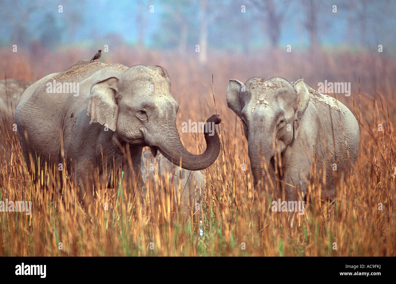 Elefanti indiani interagendo {Elephas maximus} Kazaringa NP, India Assam Foto Stock