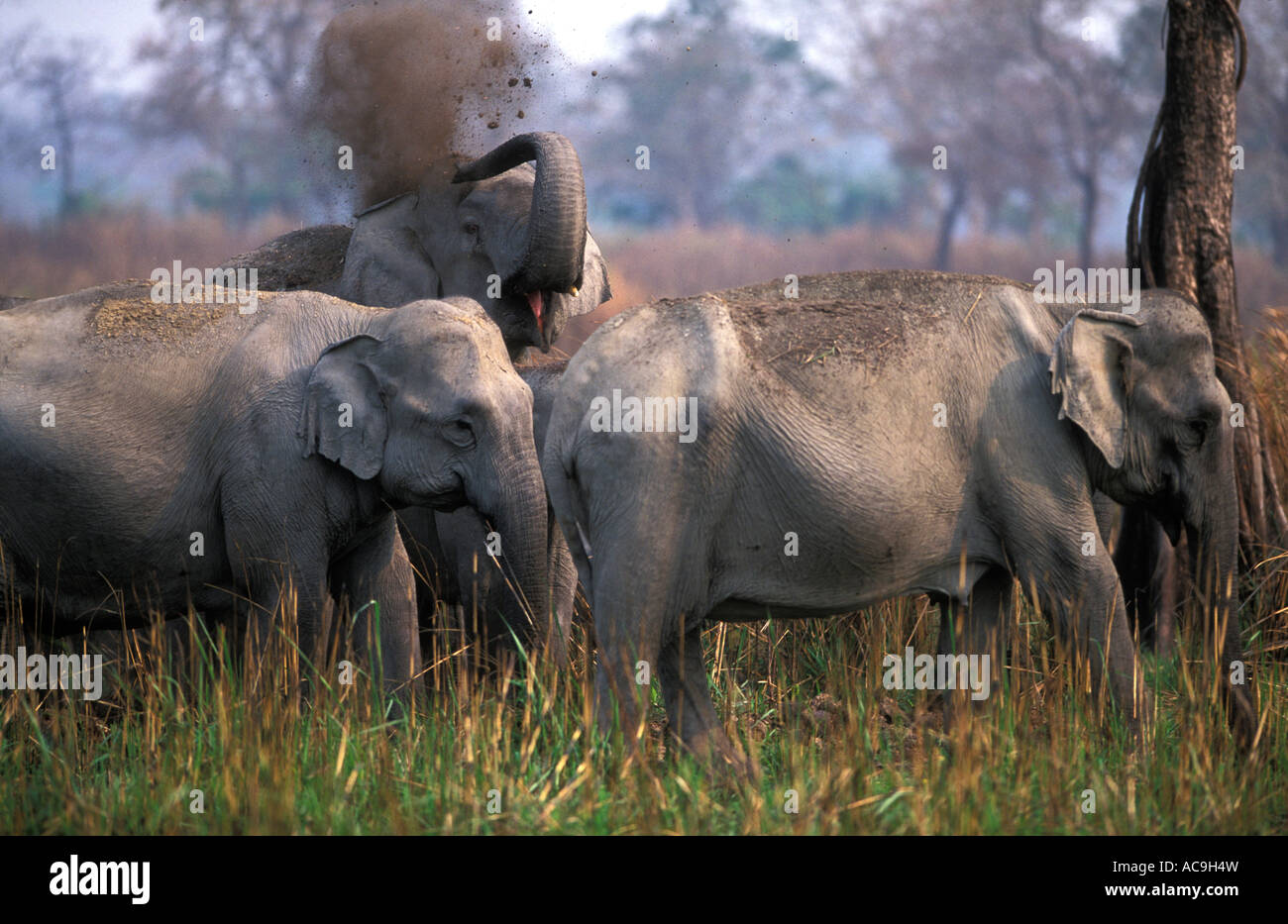 Elefanti indiani di balneazione polvere Elephas maximus NP Kaziranga Assam India Foto Stock