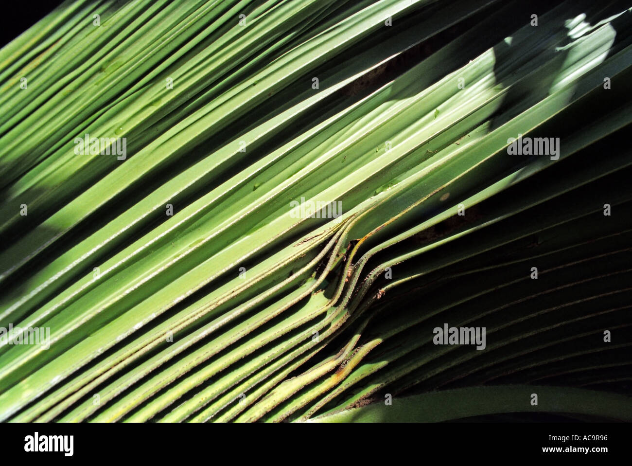 Palm frond dettaglio NT27 29 Foto Stock