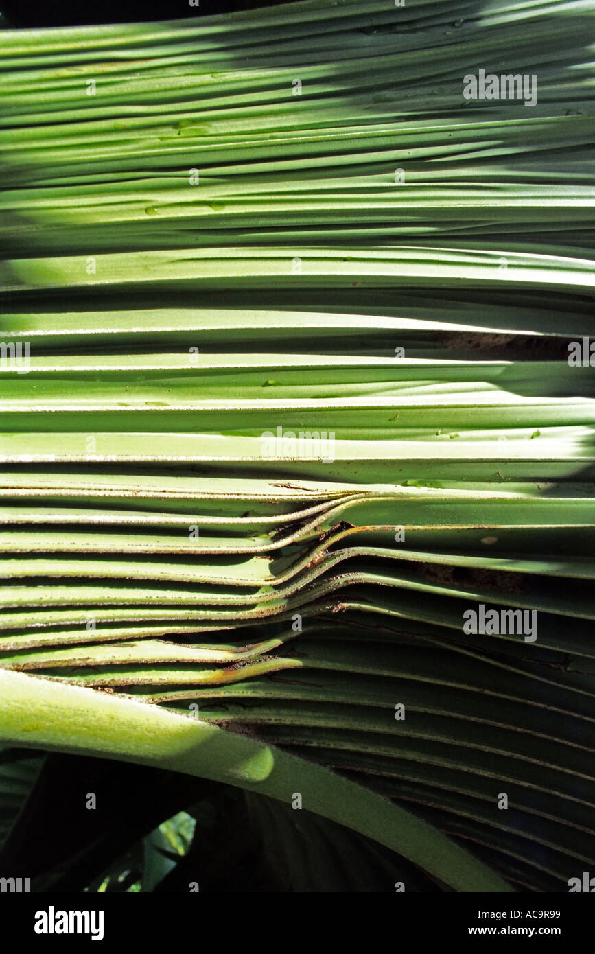 Palm frond dettaglio NT27 30 Foto Stock
