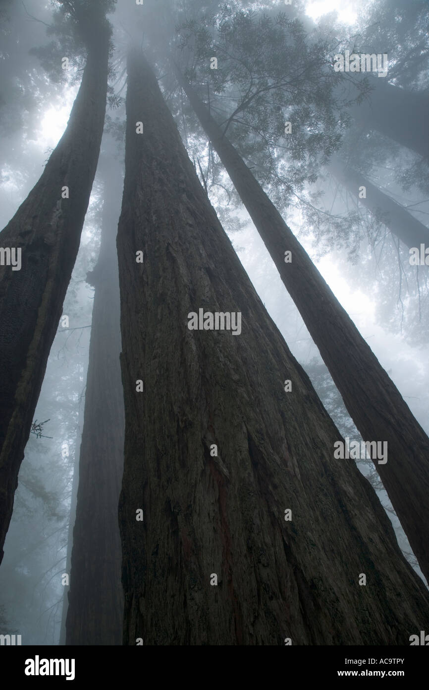 Alberi di sequoia stagliano contro un cielo di nebbia, Foto Stock