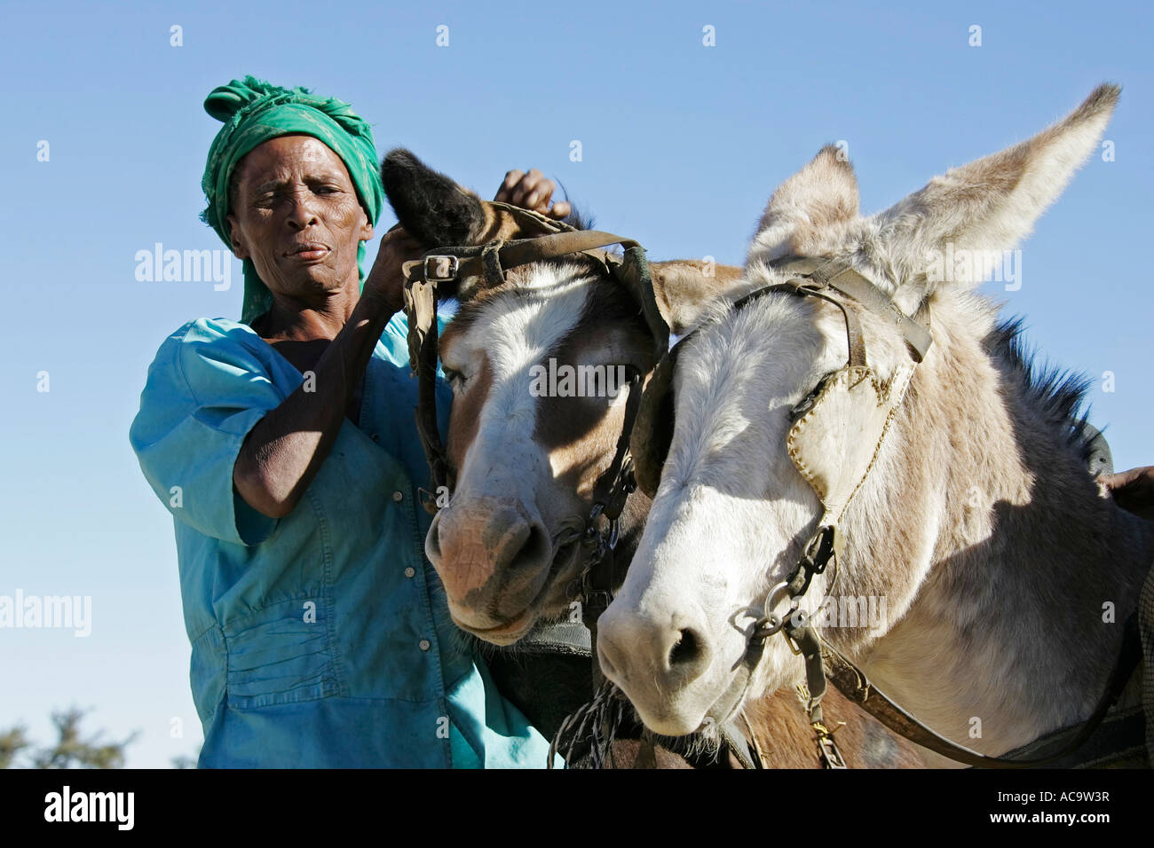 Il vecchio donna africana con gli asini, Namibia, Africa Foto Stock