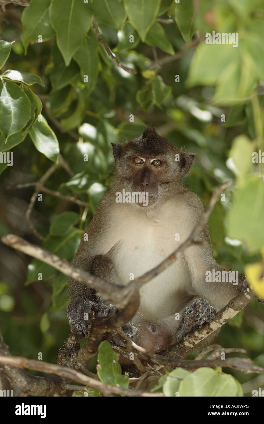 Crab-eating macaque, Macaca fascicularis in Khao Sok national park in Kho Don Phi Phi Island, Thailandia Foto Stock