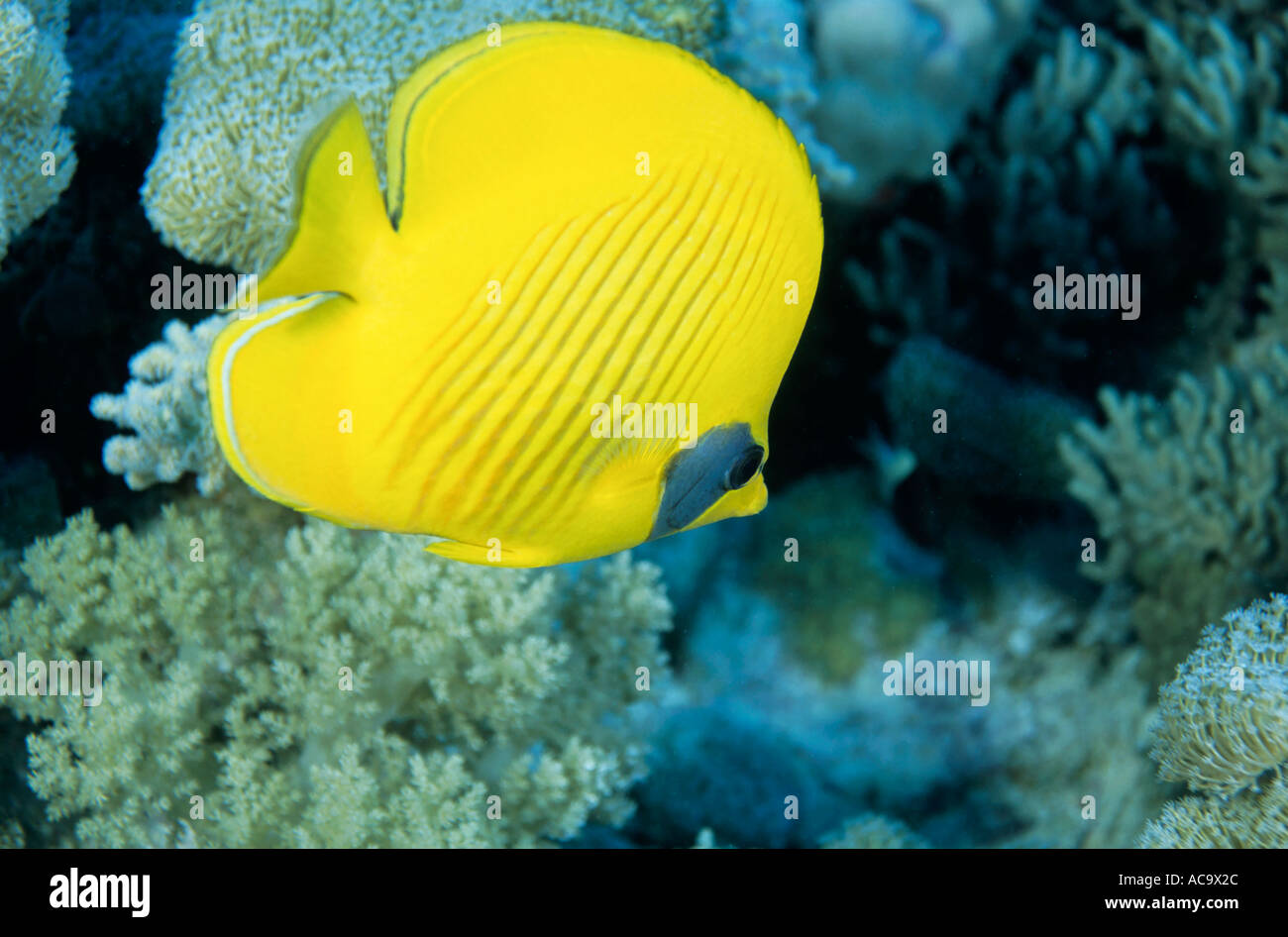 Egitto : Mar Rosso - una farfalla mascherato pesce nuotare nella barriera corallina Foto Stock