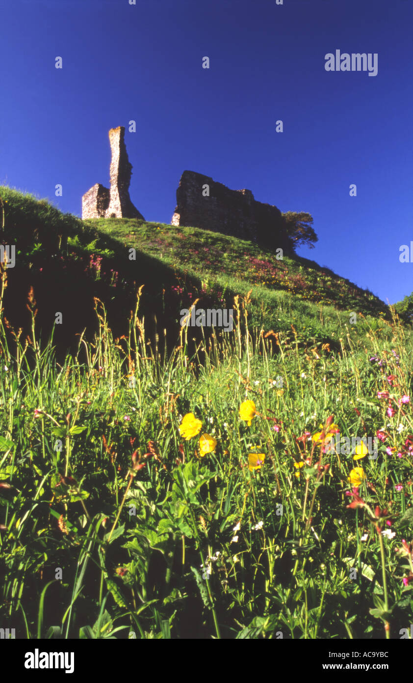 Colorati fiori di campo estivo di fronte a Okehampton Castle Devon UK Foto Stock