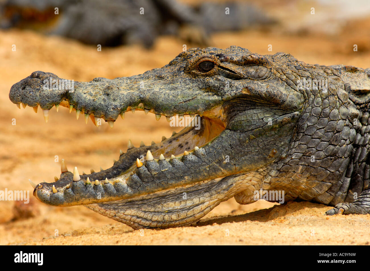 Coccodrillo del Nilo, Crocodylus niloticus, Sacro coccodrilli di Bazoulé, Burkina Faso Foto Stock