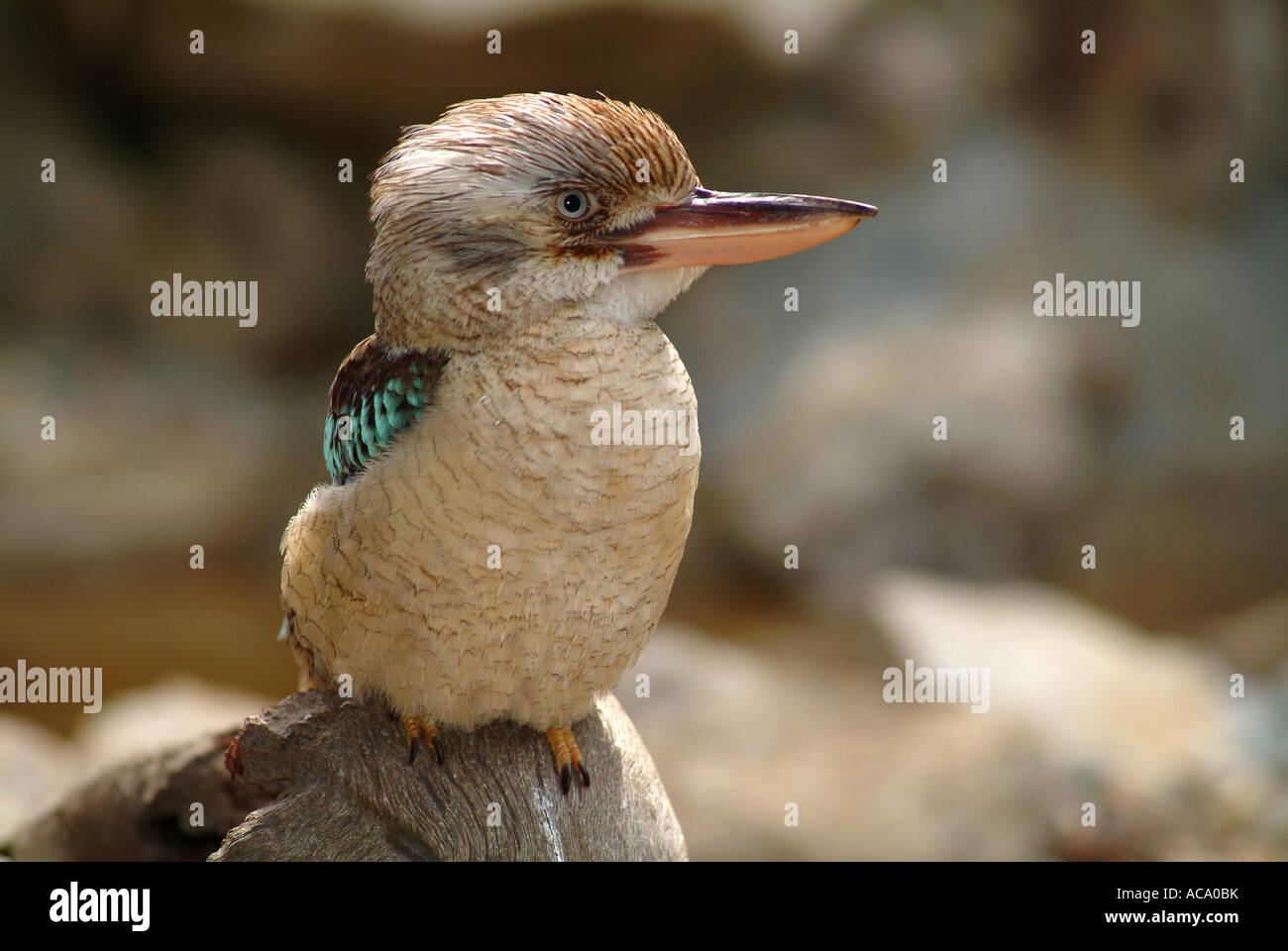 Kookaburra (Dacelo leachii), Australia Foto Stock