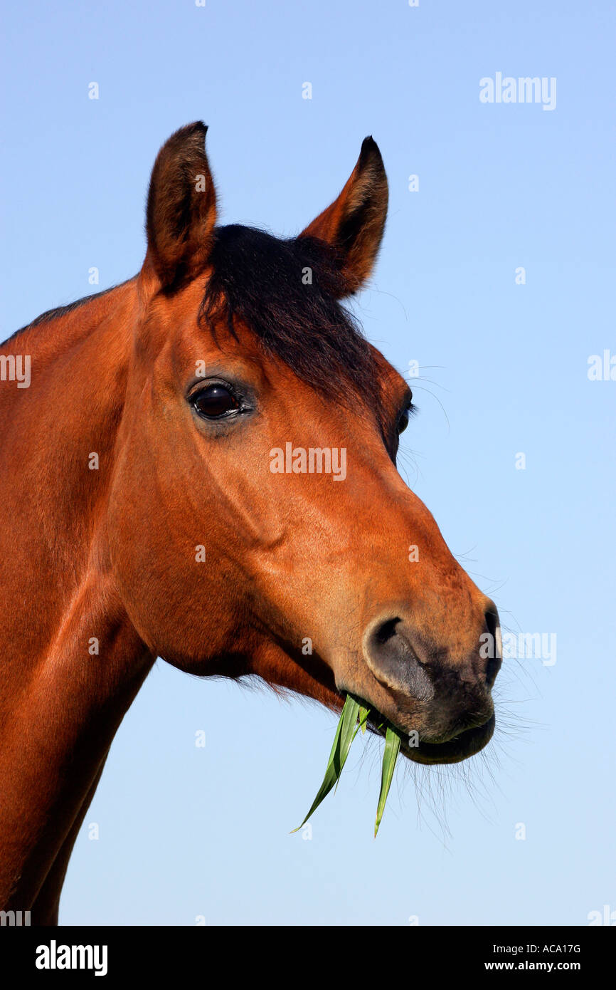 Equitazione con l'erba in bocca - ritratto (Equus przewalskii f. caballus) Foto Stock