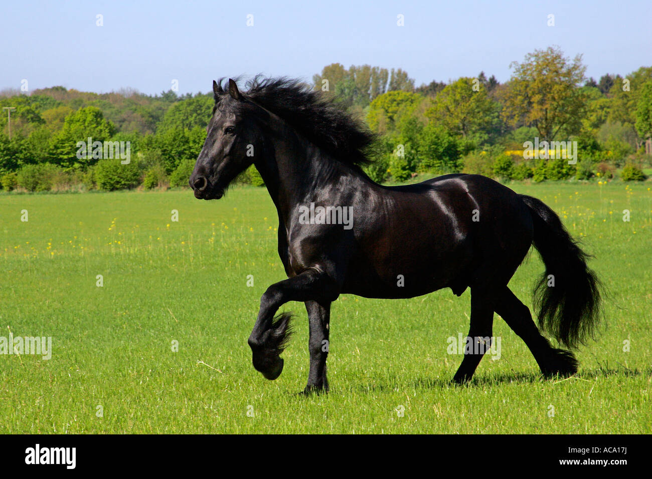Al galoppo cavallo frisone - castrazione (Equus przewalskii f. caballus) Foto Stock