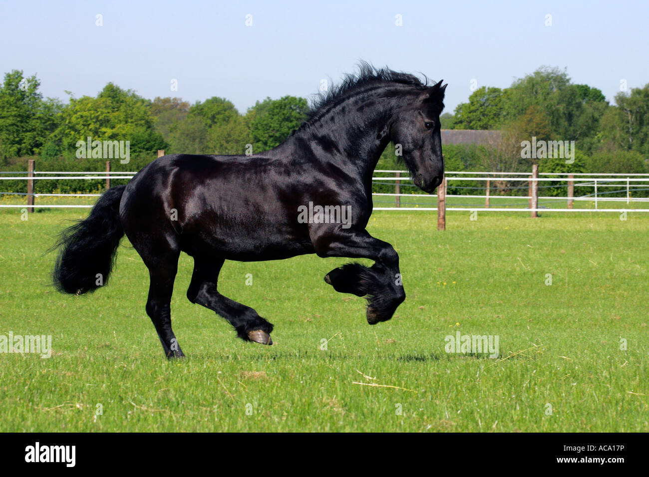 Al galoppo cavallo frisone - castrazione (Equus przewalskii f. caballus) Foto Stock