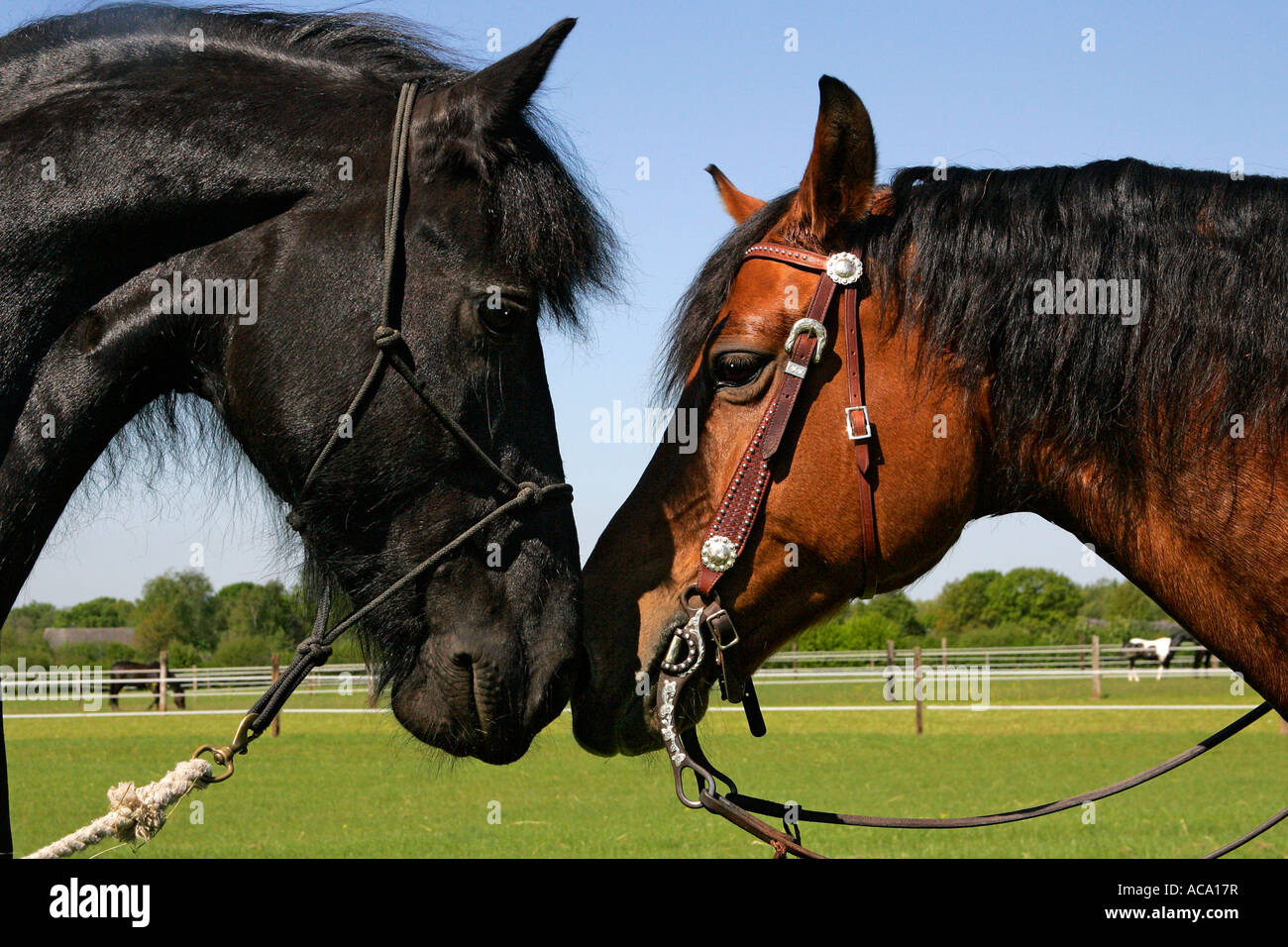 Due cavalli a contatto lo sniffing in corrispondenza di ciascun altro (Equus przewalskii f. caballus) Foto Stock