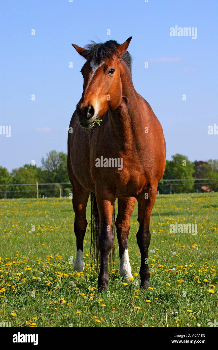 Cavallo con tarassaco in bocca (Equus przewalskii f. caballus) Foto Stock
