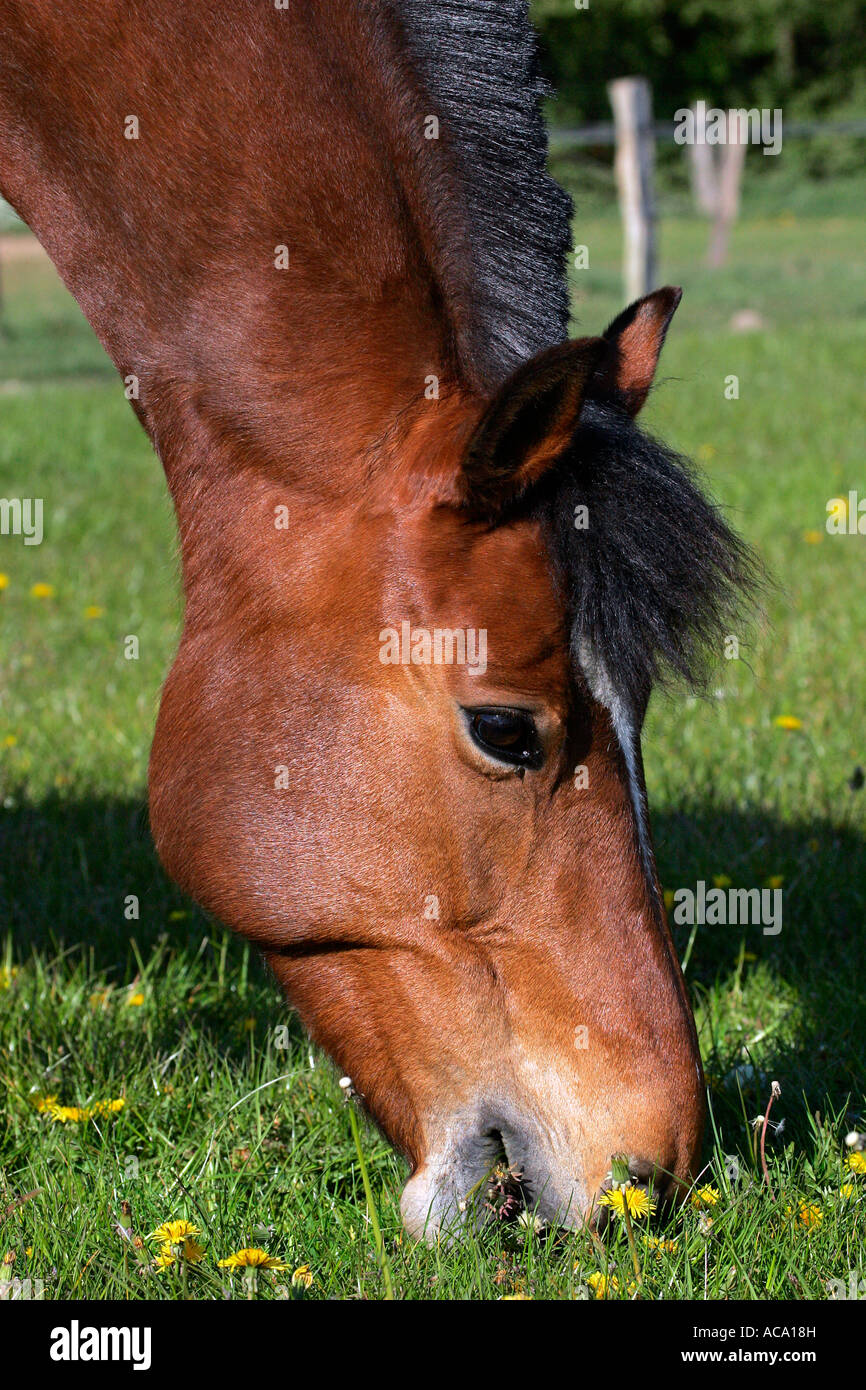 Cavallo (Freiberger) - Ritratto (Equus przewalskii f. caballus) Foto Stock