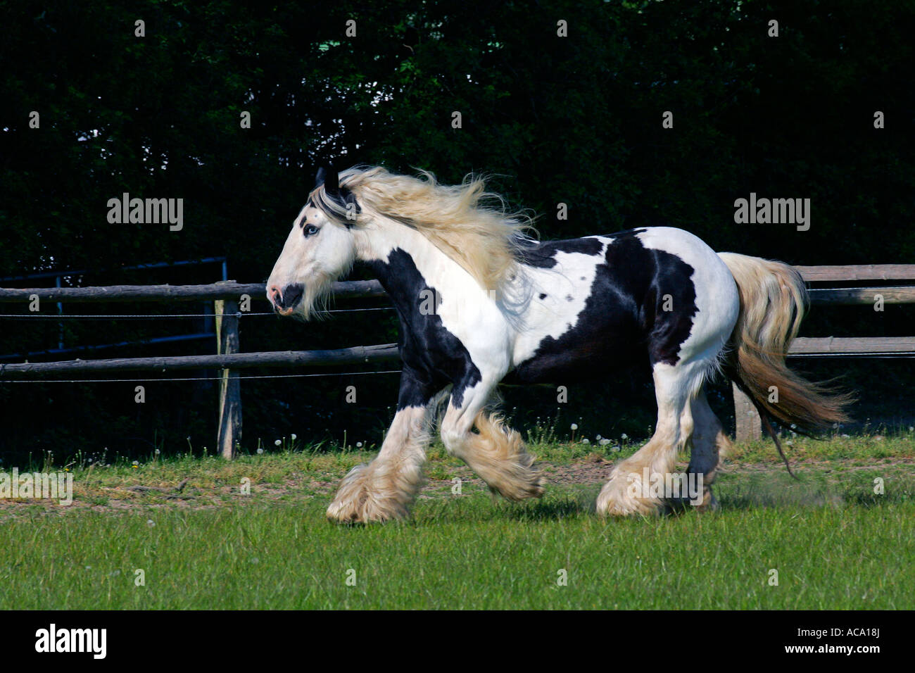 Al galoppo irish tinker cavallo - Irish tinker mare (Equus przewalskii f. caballus) Foto Stock