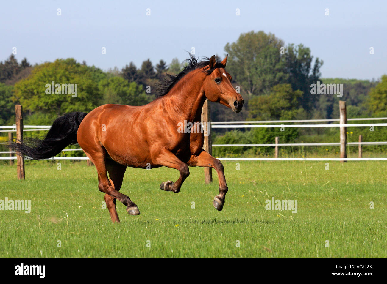 Galoppo di equitazione (Equus przewalskii f. caballus) Foto Stock