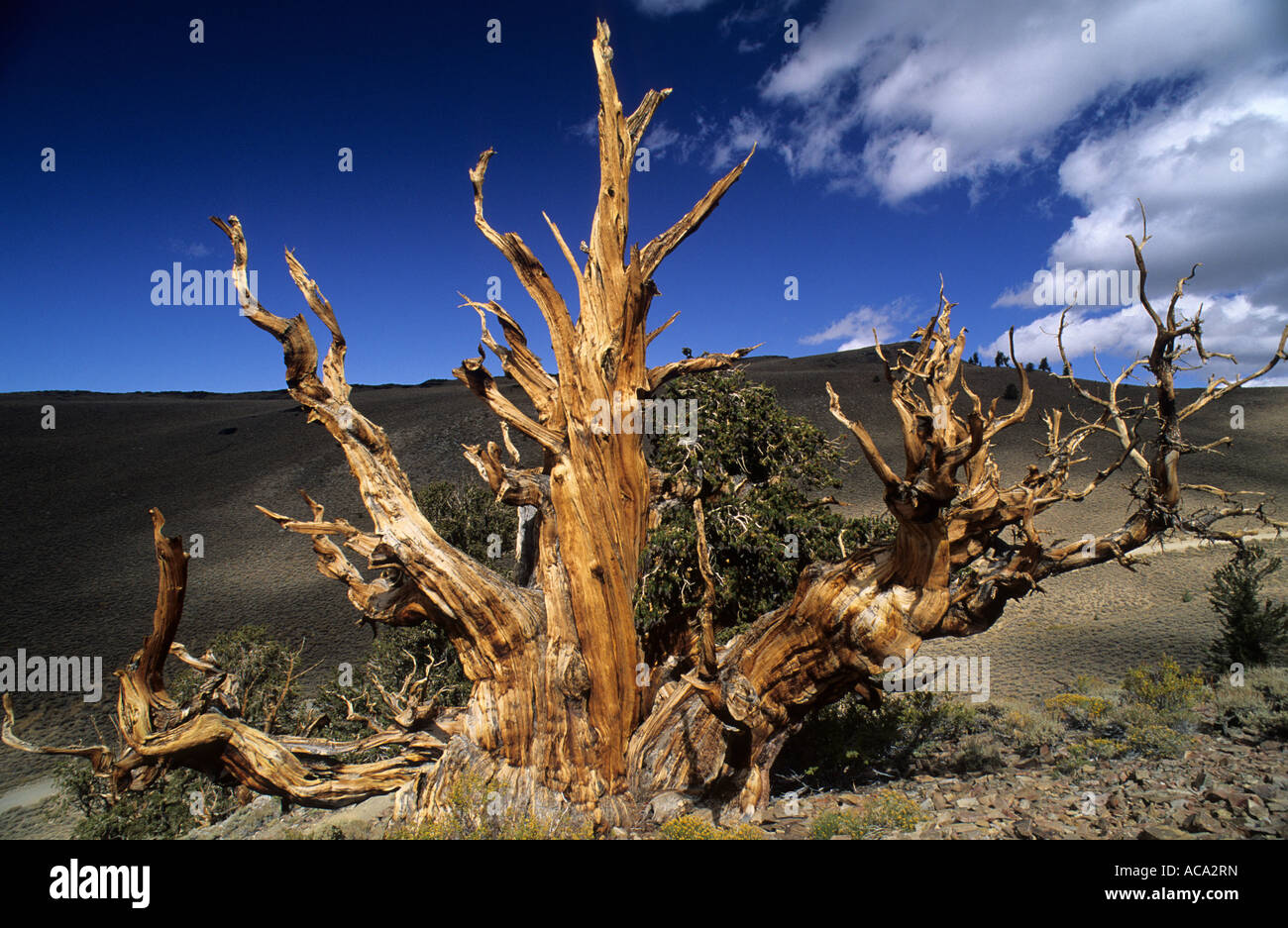 1000 anno vecchio pino, pino Bristlecone National Forest, California, Stati Uniti d'America Foto Stock