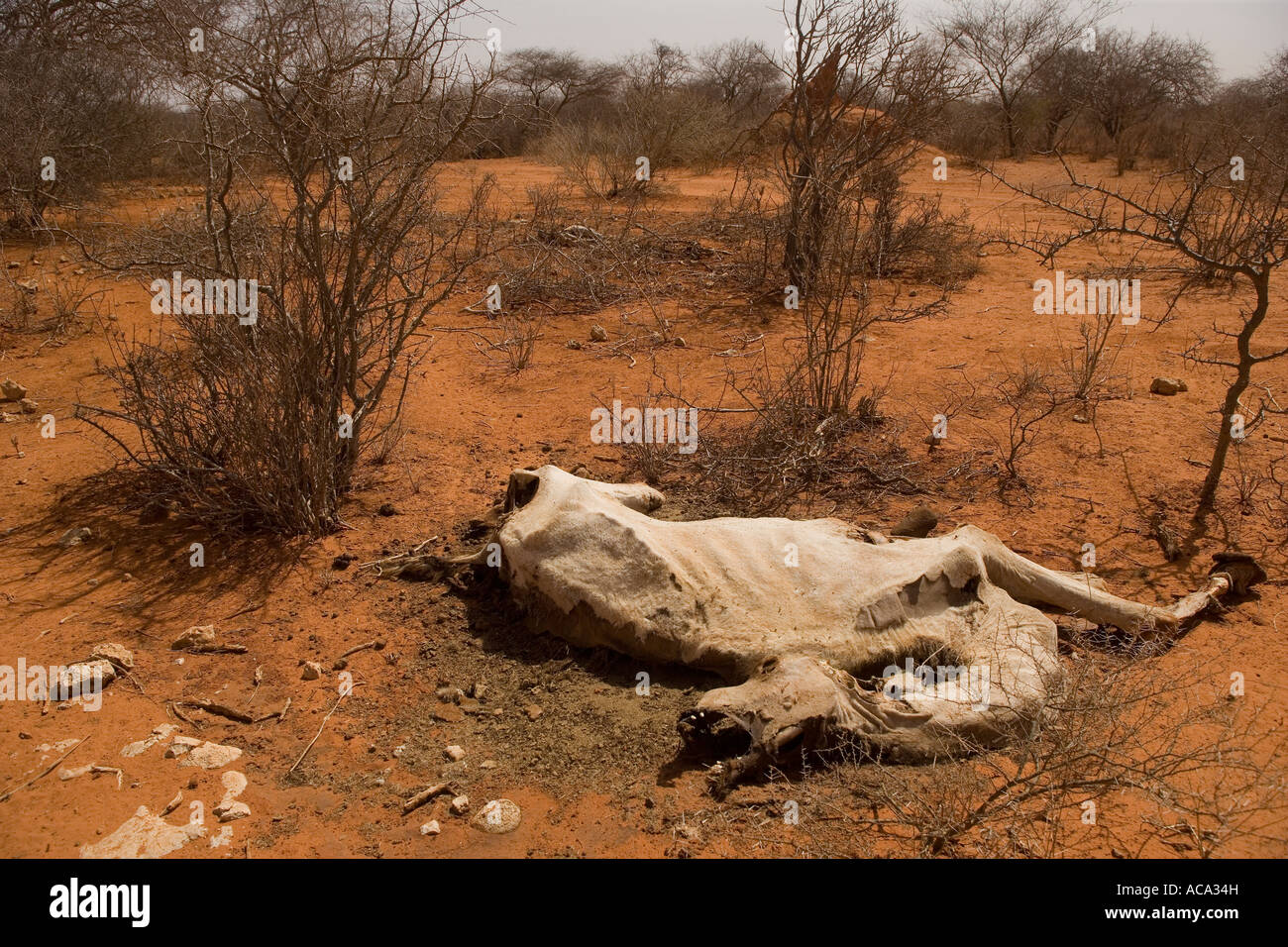Un cammello giace morto al lato della pista, ucciso dalla Somalia la peggiore siccità in 20 anni Foto Stock