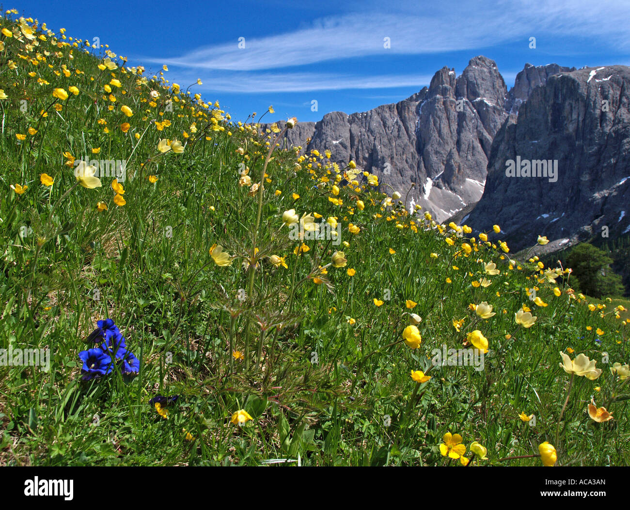 Flower meadow nelle Dolomiti, Genziana (Gentiana) e renoncules (Ranunculus acris), Alto Adige, Italia Foto Stock