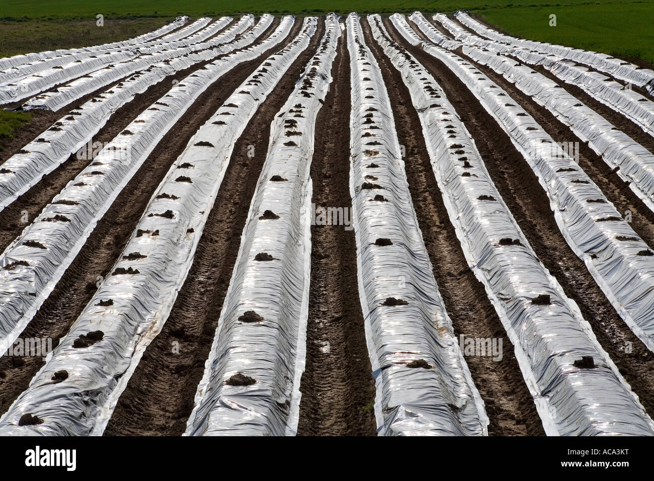 Campo di asparagi ricoperto di plastica, bassa Renania, Germania Foto Stock