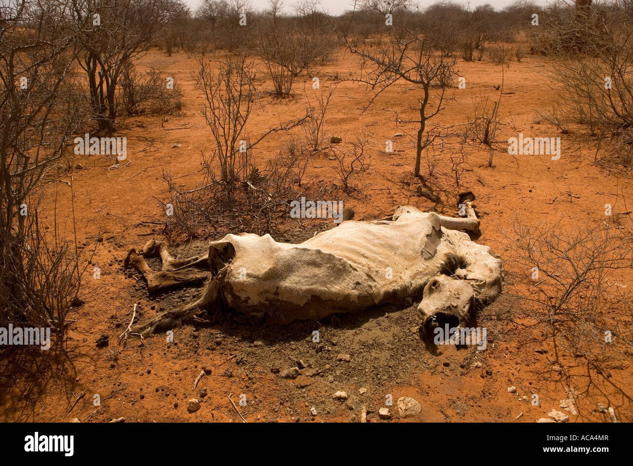 Un cammello giace morto al lato della pista, ucciso dalla Somalia la peggiore siccità in 20 anni Foto Stock