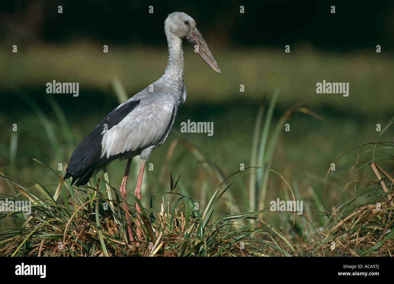 Asian openbilled stork Anastomus oscitans Keoladeo Ghana NP Bharatpur Rajasthan in India Foto Stock