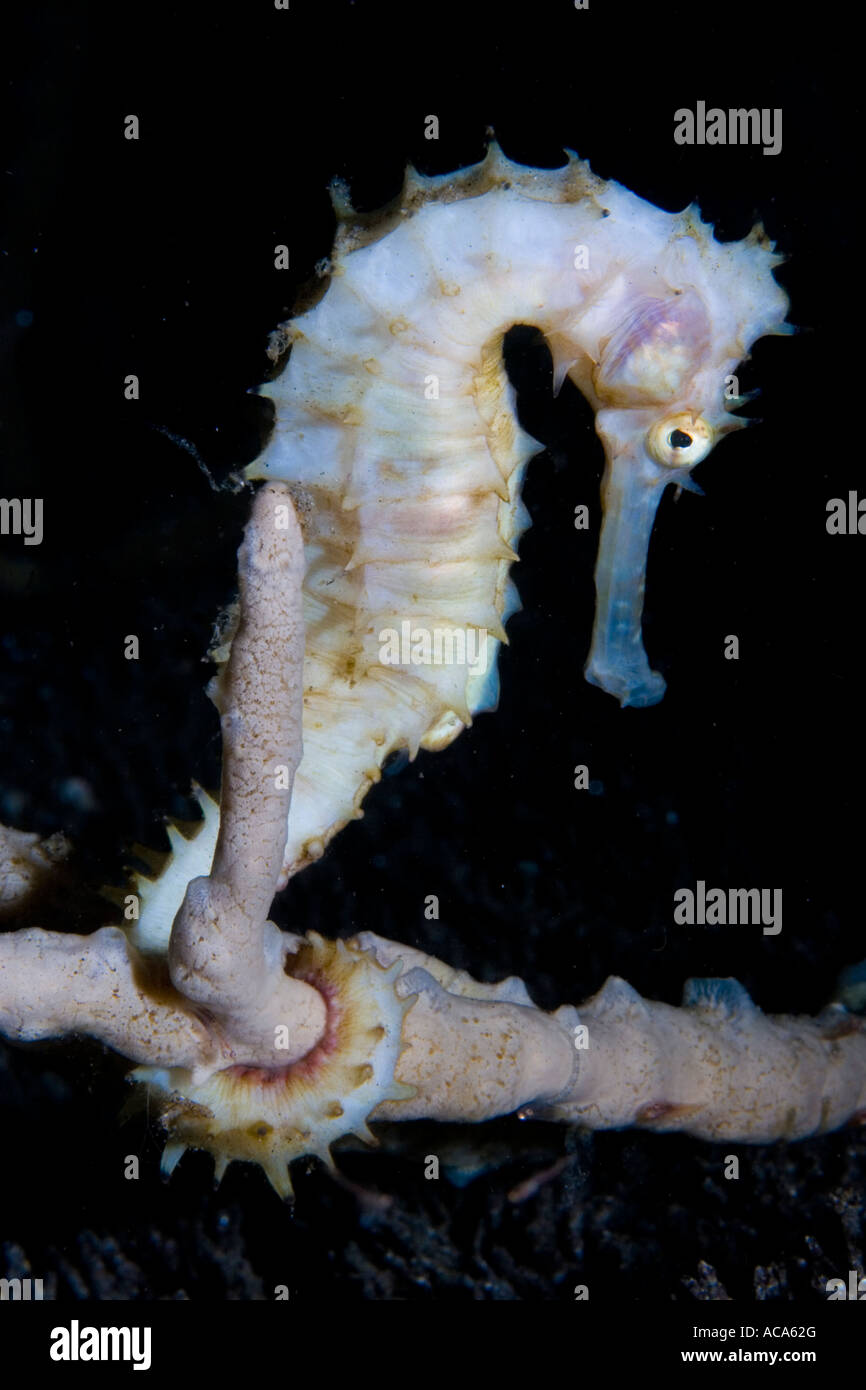 Bianco cavalluccio marino spinosi o cavallo di mare, Hippocampus histrix Foto Stock