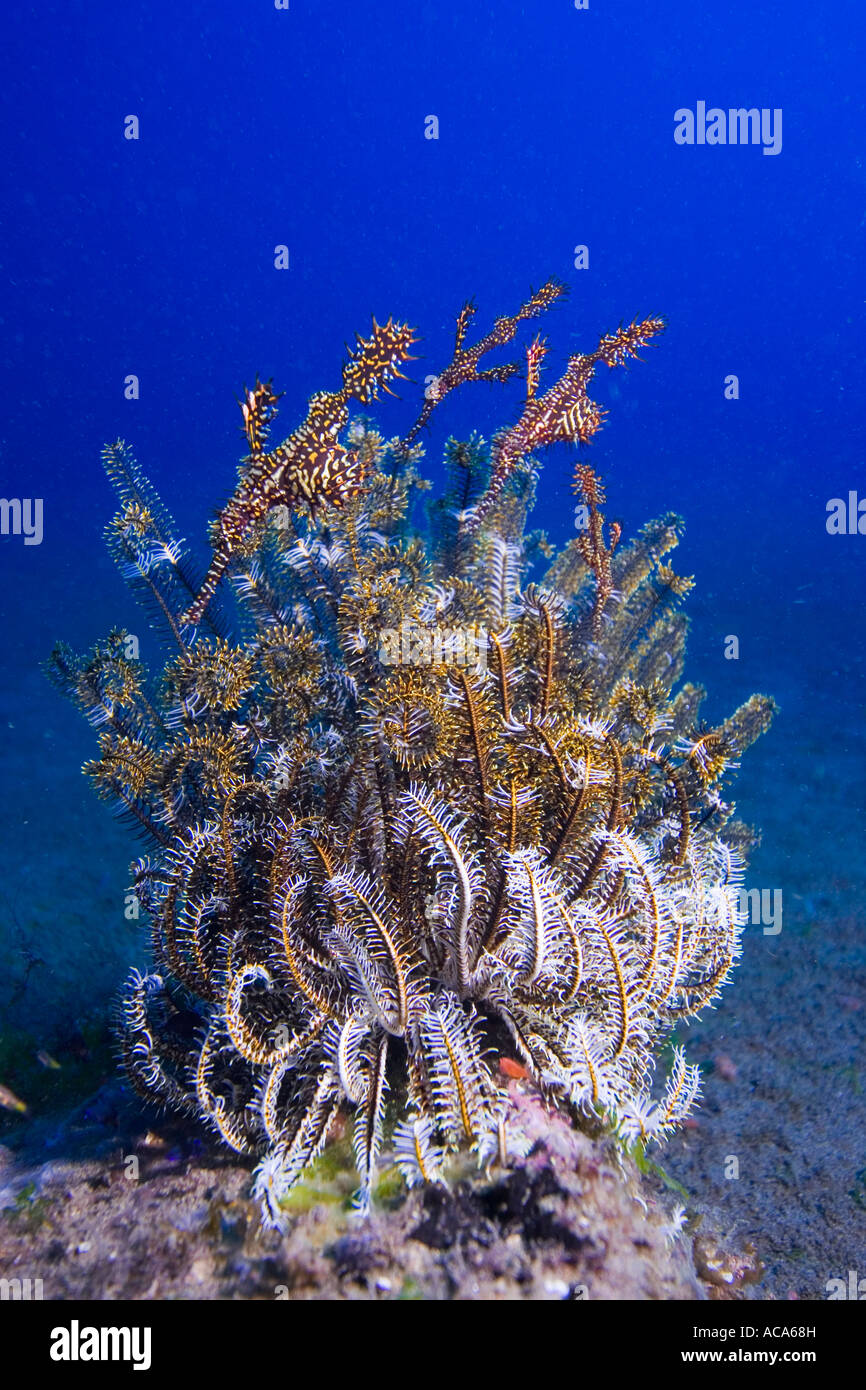 Arlecchino ghost pipefish, Solenostomus paradoxus. Foto Stock