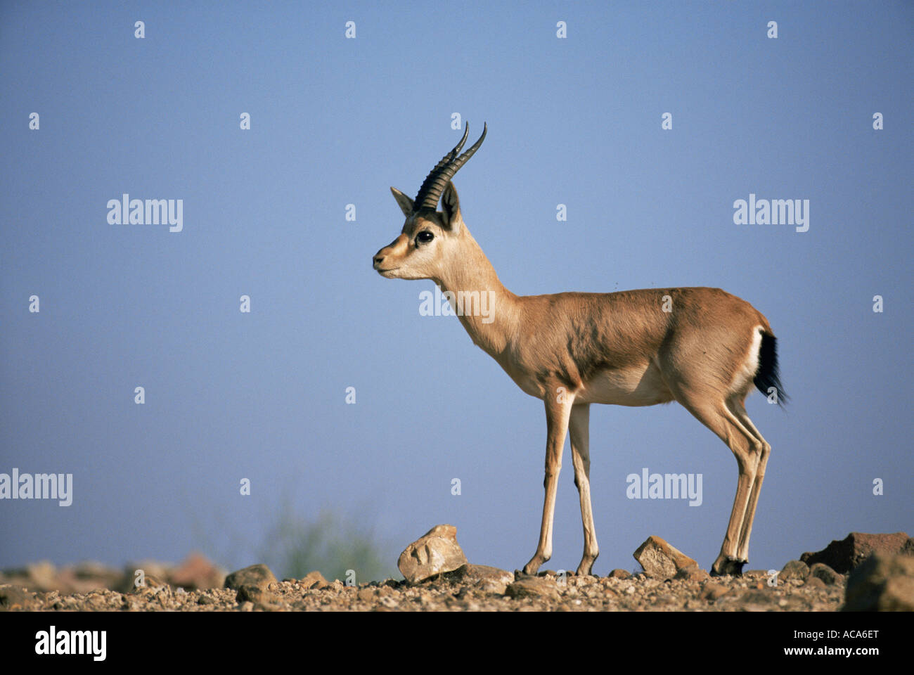 Indian gazelle Gazella Chinkara bennetti Rajasthan in India Foto Stock