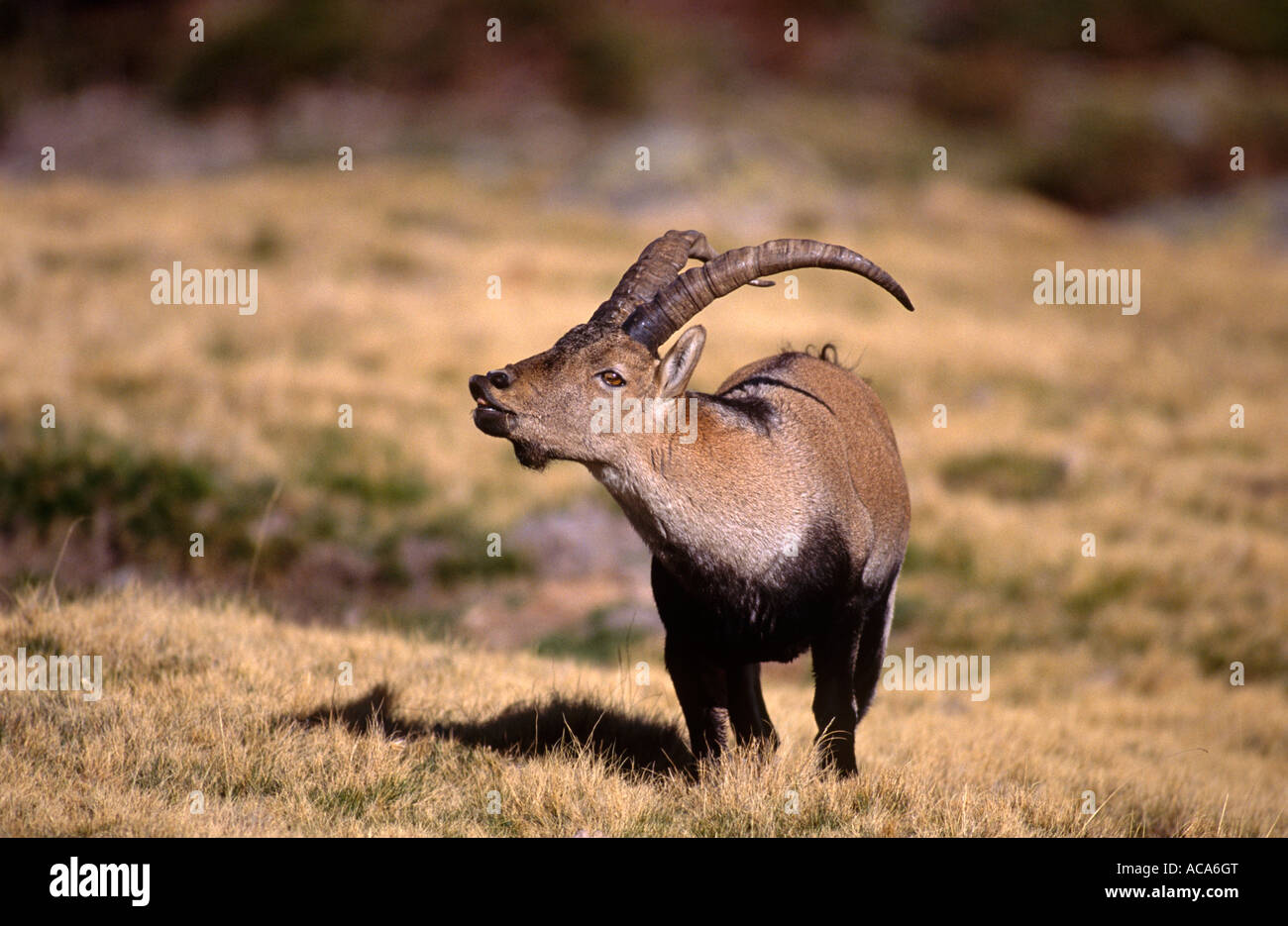 Gredos ibex Capra pyrenaica victoriae ram con risposta flehmen Sierra de Gredos Spagna Foto Stock