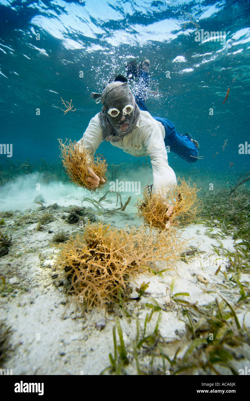 Philippine diver raccolti alghe, Filippine. Foto Stock