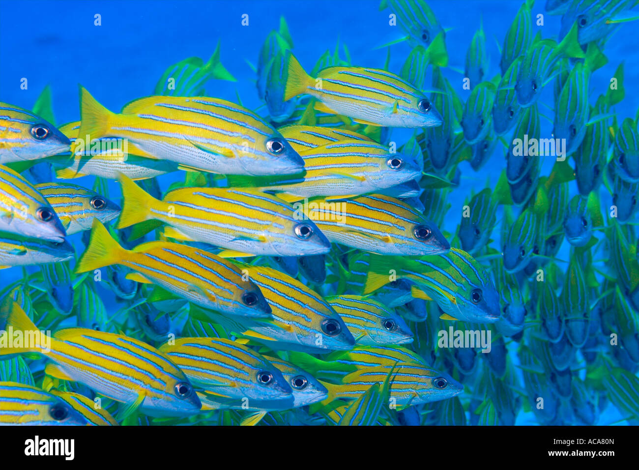 Bluelined lutiani (Lutjanus Kasmira), Maldive Foto Stock