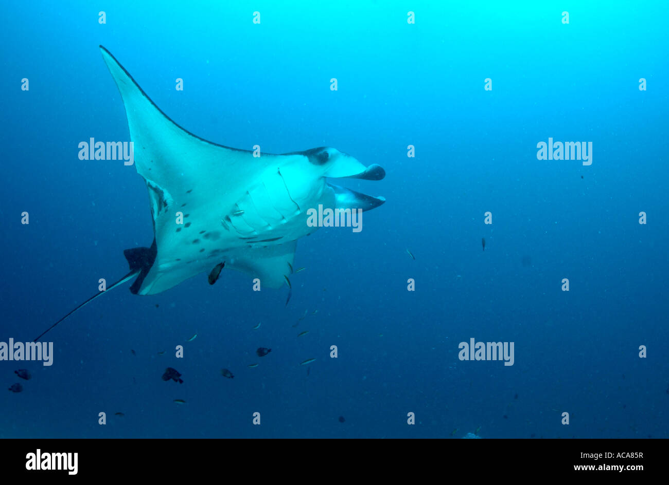 Manta Ray (Manta birostris), Maledives, Oceano Indiano Foto Stock