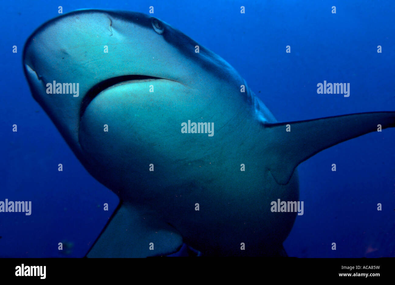 Grey Reef shark Carcharhinus amblyrhynchos, Maledives, Oceano Indiano Foto Stock