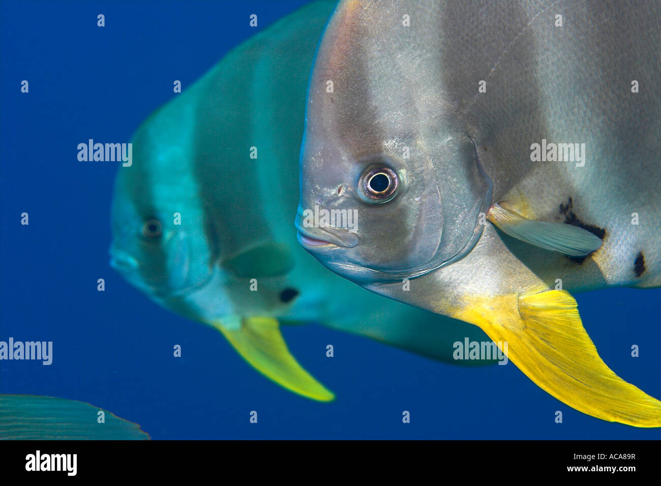 Longfin (batfish Platax teira), Maldive Foto Stock