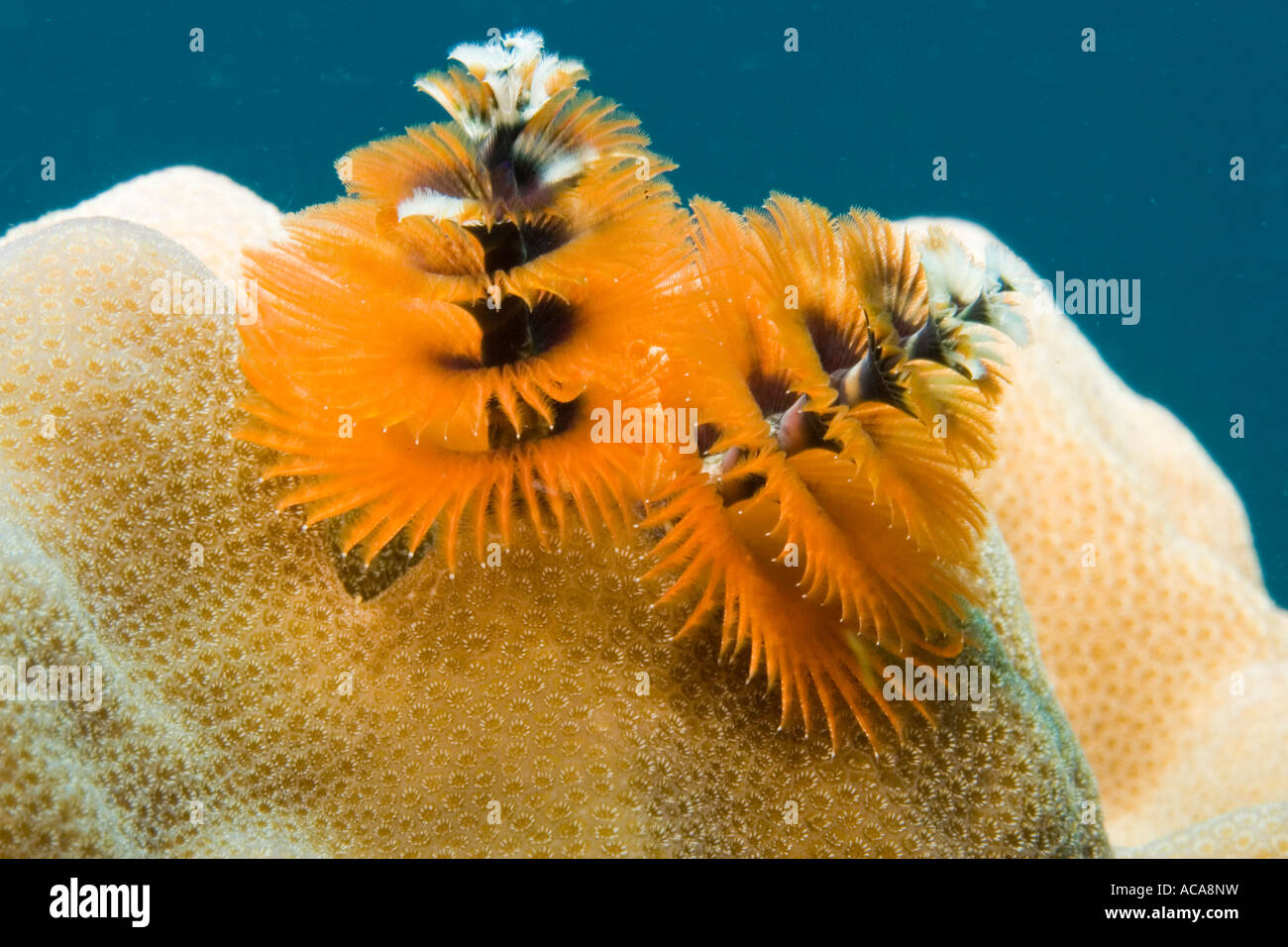 Albero di natale worm (Spirobranchus giganteus) Foto Stock