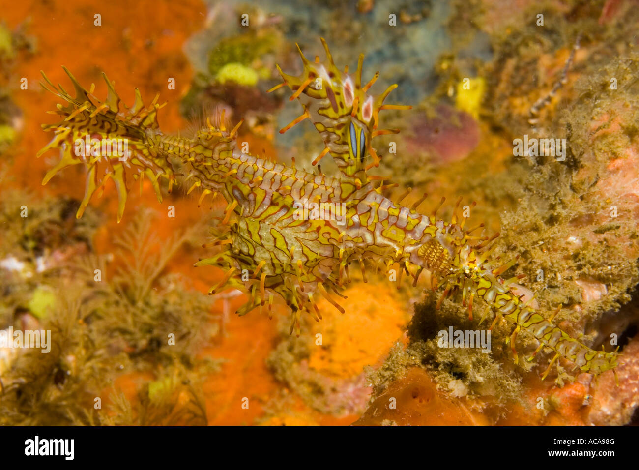 Arlecchino ghost pipefish, Solenostomus paradoxus. Foto Stock