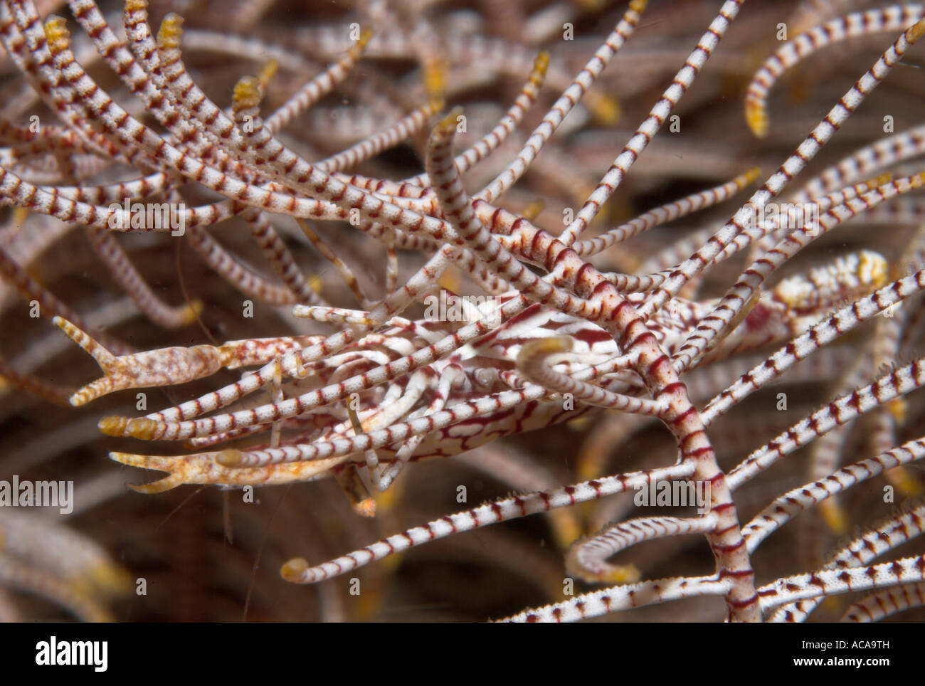 Crinoide commensali di gamberi (Periclimenes cornutus), Filippine Foto Stock