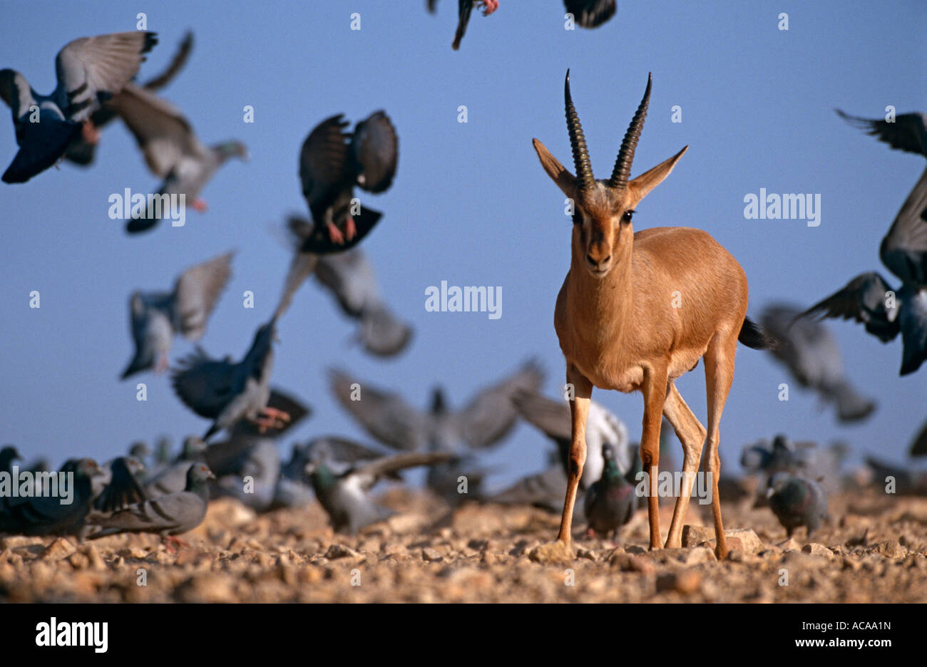 Gazelle indiano (Chinkara) (Gazella bennetti) con il gregge di comune piccioni, Lohawat, Rajasthan, India Foto Stock