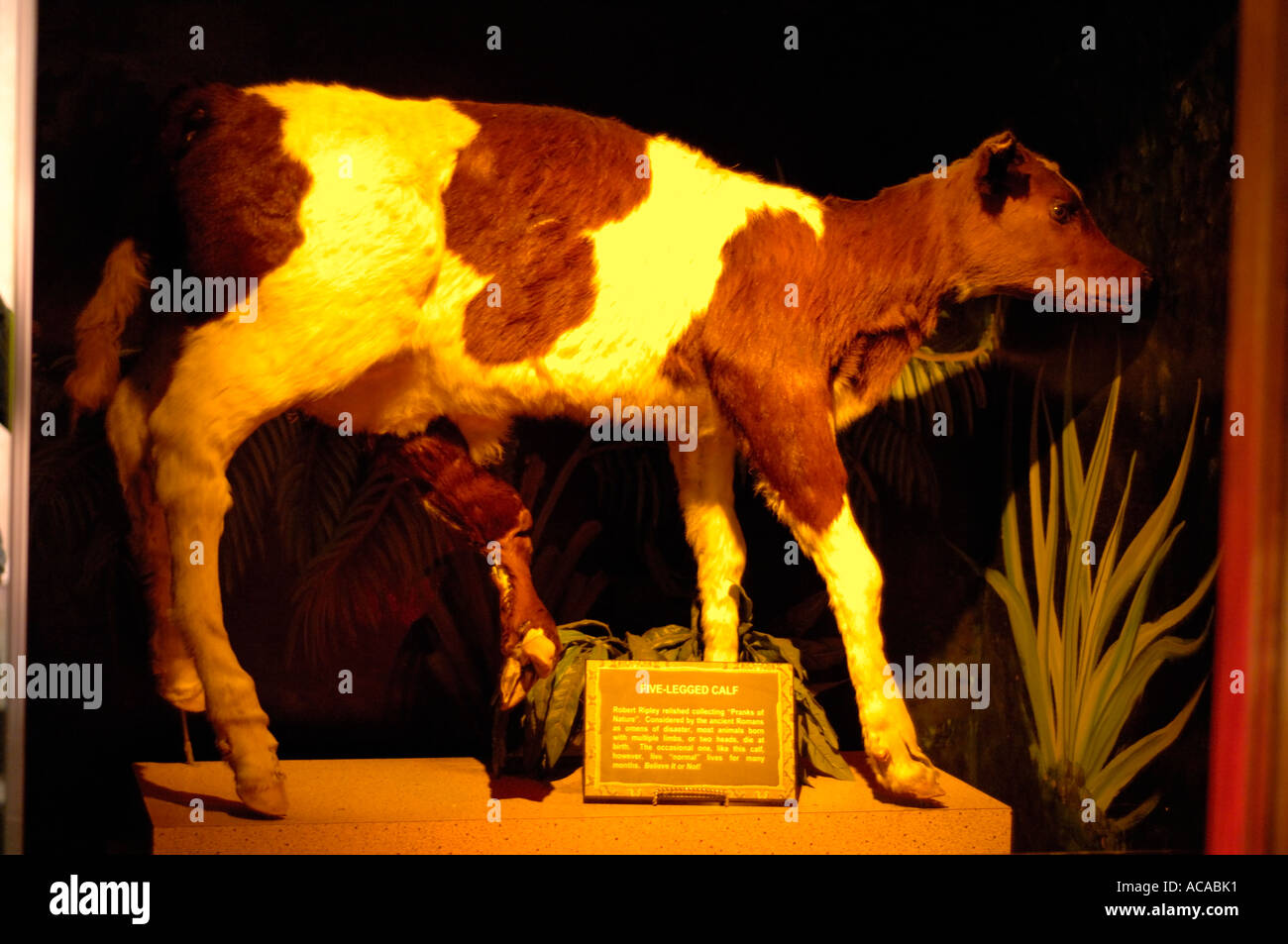 Cinque zampe vitello in mostra presso il Museo Ci credi o no di Ripley in Hollywood California Foto Stock