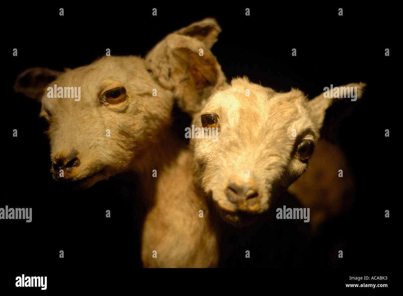 A due teste vitello in mostra presso il Museo Ci credi o no di Ripley in Hollywood California Foto Stock