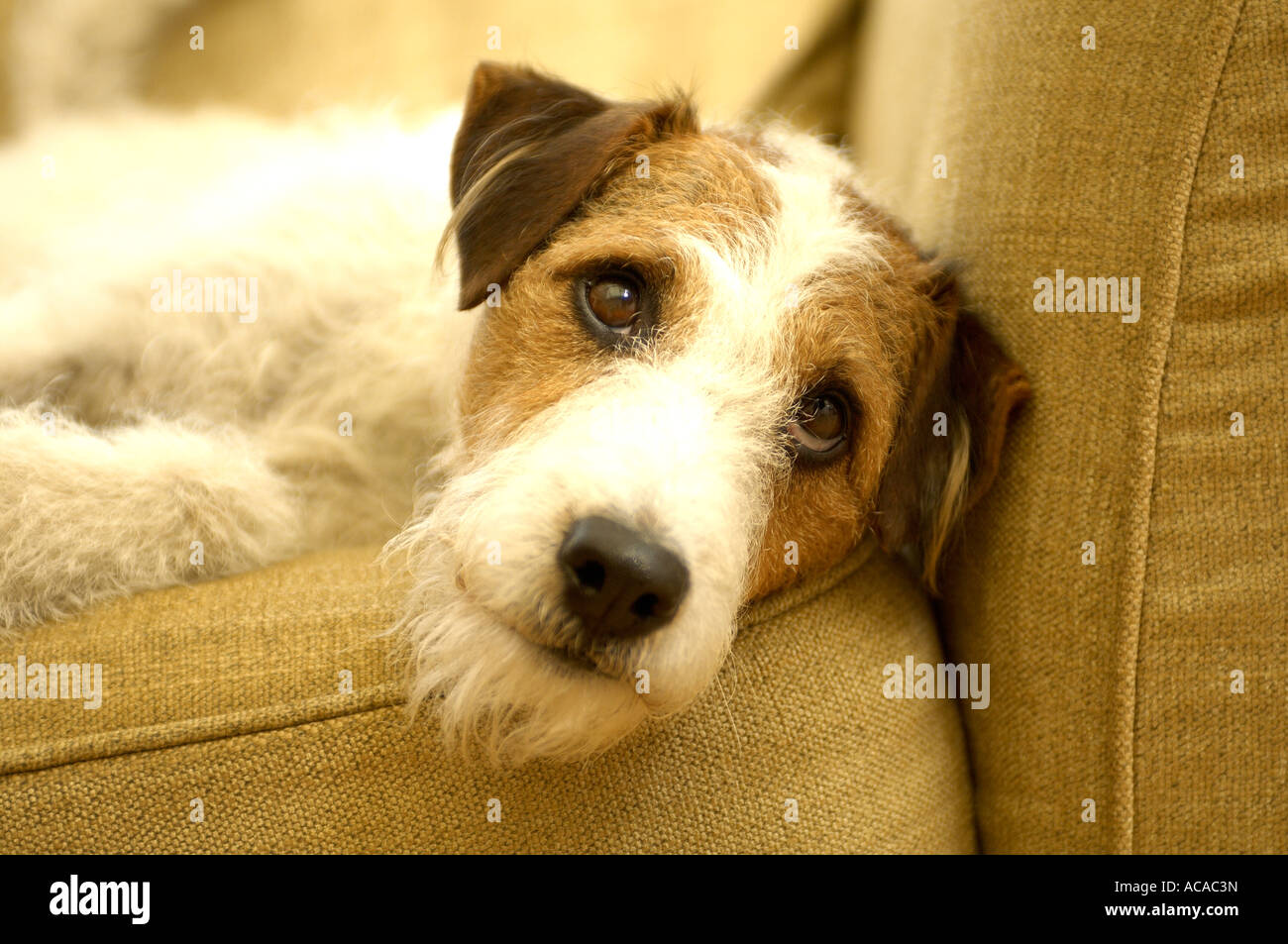 cane sul sofà 2 Foto Stock