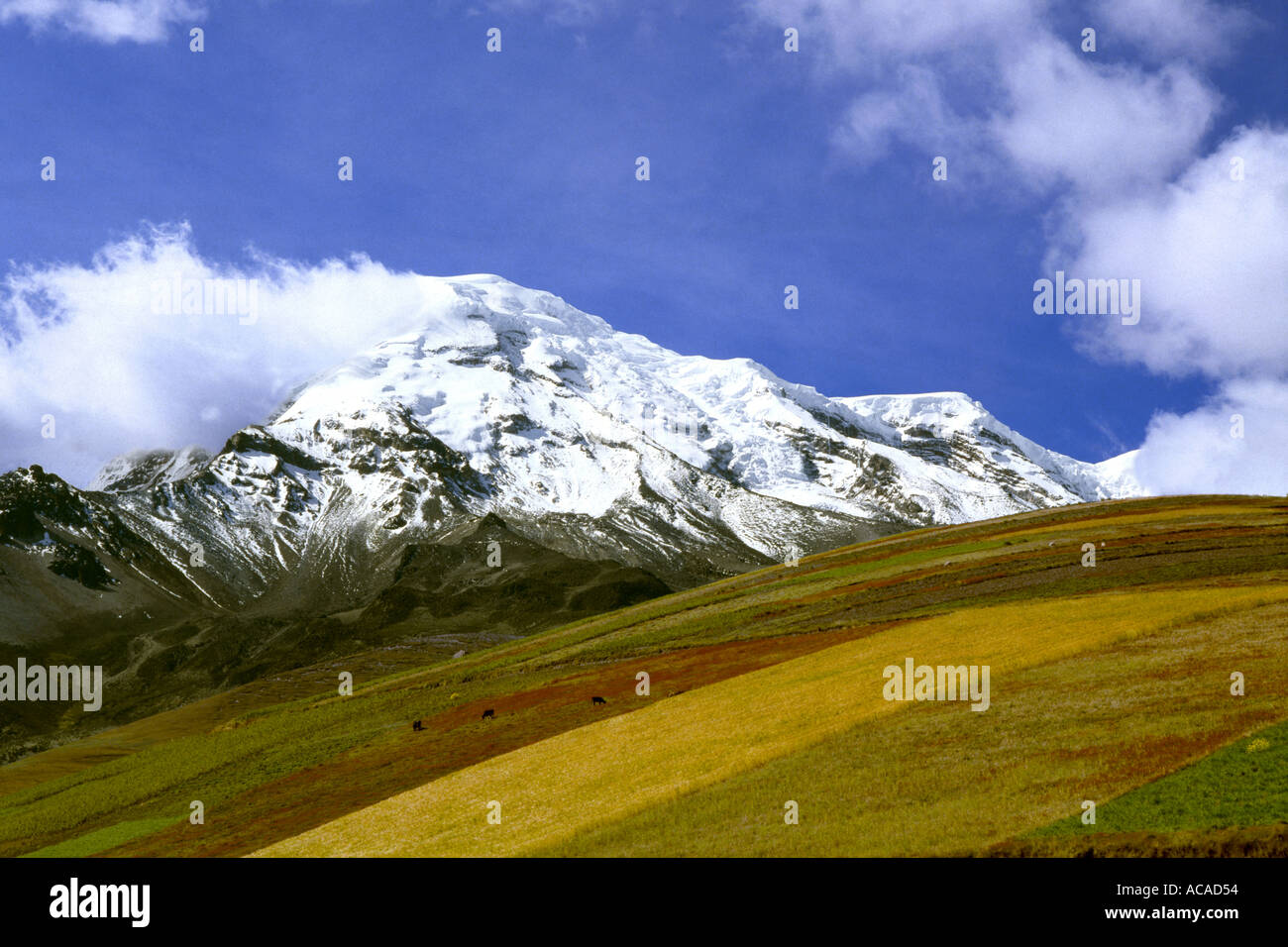 Il monte Chimborazo e campi di grano del Chimborazo Ecuador America del Sud Foto Stock