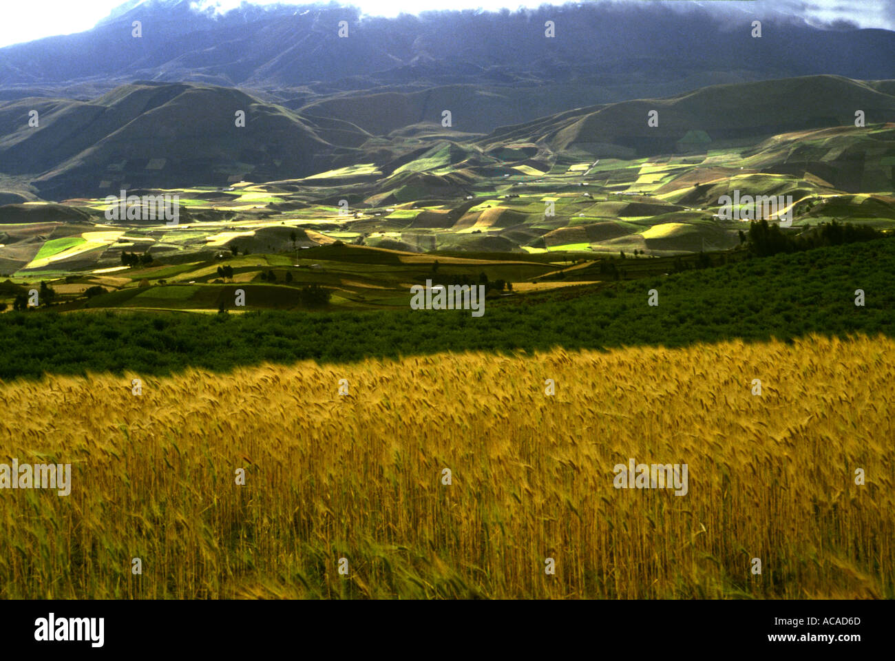 Campi di grano e patchwork modellato il paesaggio ai piedi del monte Chimborazo Ecuador America del Sud Foto Stock